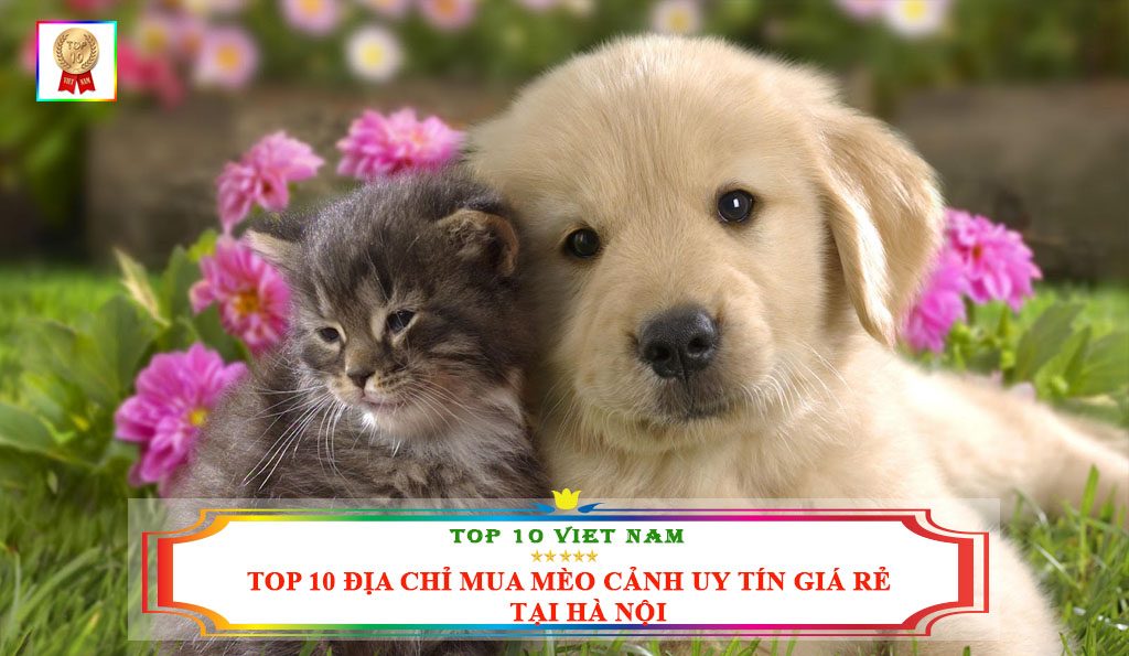 TOP 10 ĐỊA CHỈ MUA MÈO CẢNH UY TÍN GIÁ RẺ TẠI HÀ NỘI