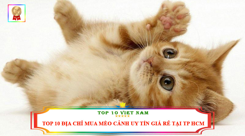 TOP 10 ĐỊA CHỈ MUA MÈO CẢNH UY TÍN GIÁ RẺ TẠI TP HCM