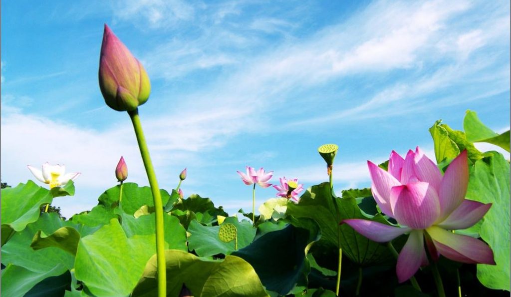 Mã bưu điện tỉnh Đồng Tháp