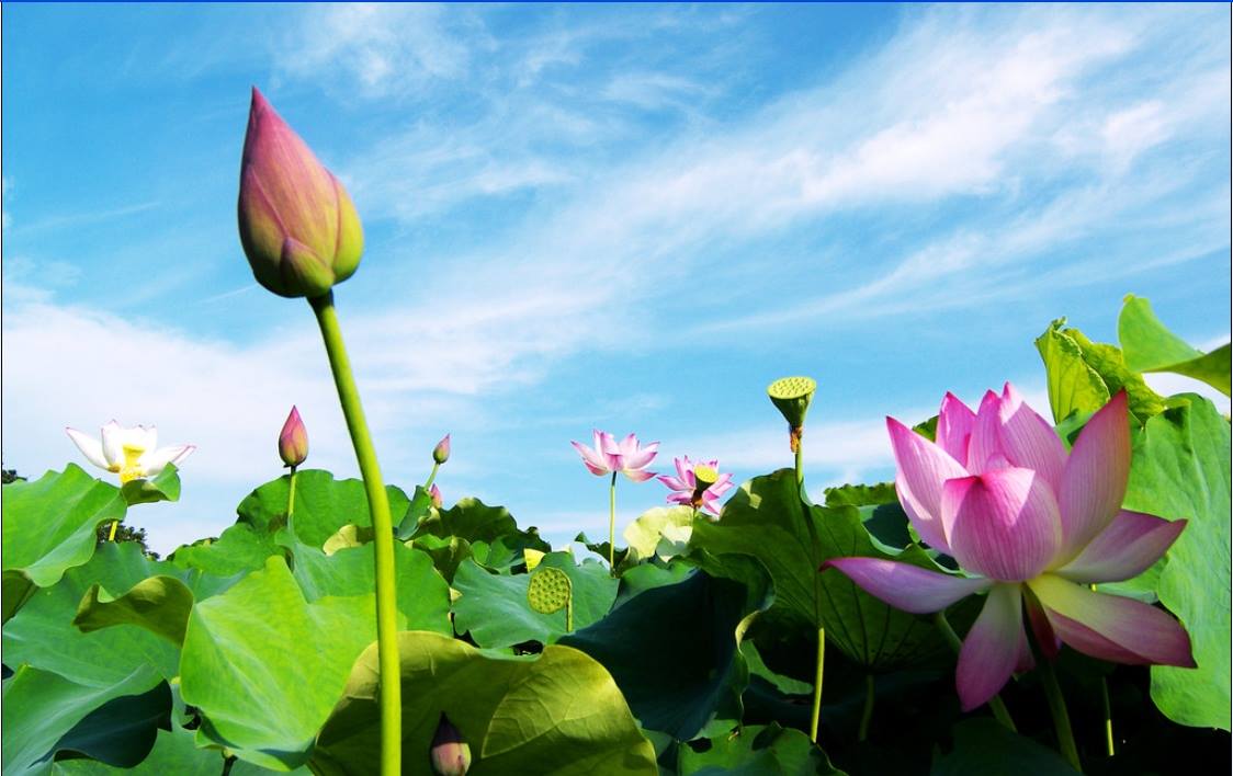Mã bưu điện tỉnh Đồng Tháp