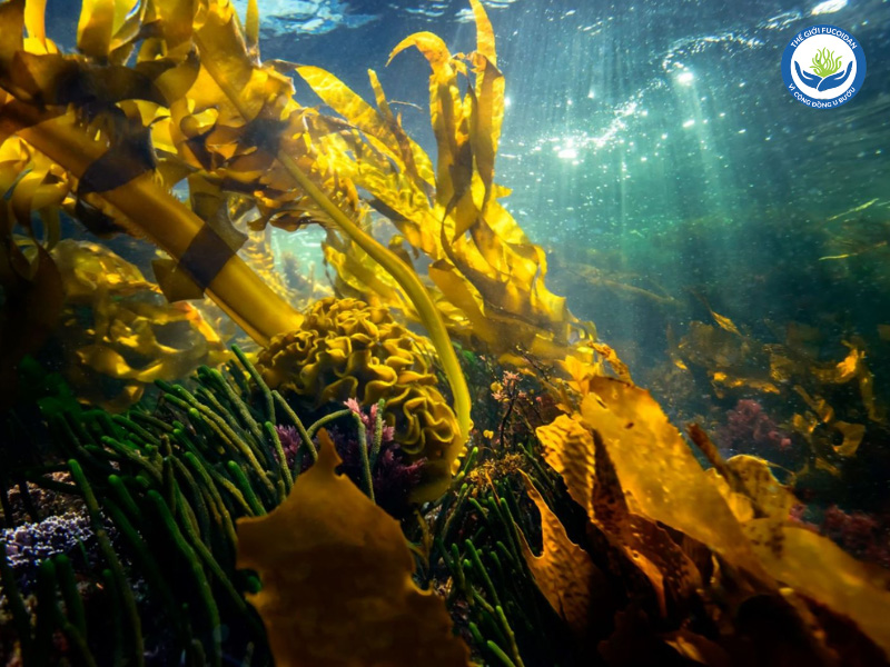 Fucoidan có chất nhờn trong tảo